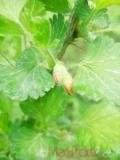 Հաղարջ - Смородина - Currant