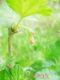 Հաղարջ - Смородина - Currant