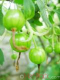 Հաղարջ - Смородина - Currant