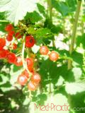 Հաղարջ - Смородина - Currant