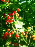 Հաղարջ - Смородина - Currant
