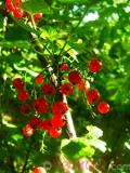 Հաղարջ - Смородина - Currant