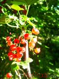 Հաղարջ - Смородина - Currant