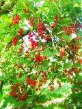 Հաղարջ - Смородина - Currant