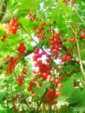 Հաղարջ - Смородина - Currant