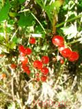 Հաղարջ - Смородина - Currant