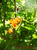 Հաղարջ - Смородина - Currant