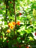 Հաղարջ - Смородина - Currant