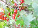 Հաղարջ - Смородина - Currant