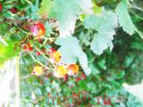 Հաղարջ - Смородина - Currant