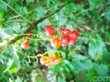 Հաղարջ - Смородина - Currant