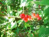 Հաղարջ - Смородина - Currant
