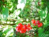 Հաղարջ - Смородина - Currant