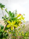 Հաղարջ - Смородина - Currant