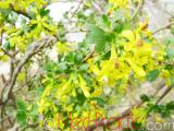 Հաղարջ - Смородина - Currant