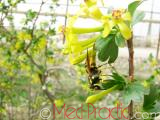 Հաղարջ - Смородина - Currant