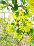 Հաղարջ - Смородина - Currant