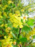 Հաղարջ - Смородина - Currant
