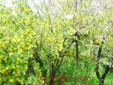 Հաղարջ - Смородина - Currant