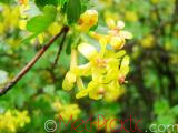Հաղարջ - Смородина - Currant