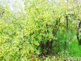 Հաղարջ - Смородина - Currant