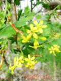 Հաղարջ - Смородина - Currant