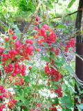 Հաղարջ - Смородина - Currant