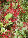 Հաղարջ - Смородина - Currant