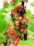 Հաղարջ - Смородина - Currant