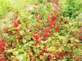 Հաղարջ - Смородина - Currant