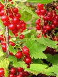 Հաղարջ - Смородина - Currant