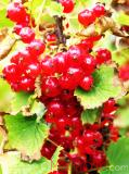 Հաղարջ - Смородина - Currant
