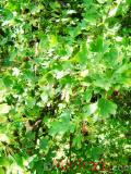 Հաղարջ - Смородина - Currant