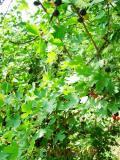 Հաղարջ - Смородина - Currant