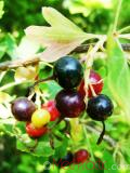 Հաղարջ - Смородина - Currant