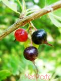 Հաղարջ - Смородина - Currant