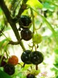 Հաղարջ - Смородина - Currant