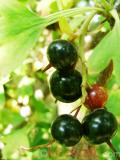Հաղարջ - Смородина - Currant