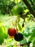 Հաղարջ - Смородина - Currant