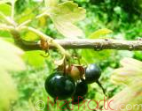 Հաղարջ - Смородина - Currant