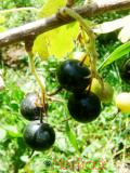 Հաղարջ - Смородина - Currant