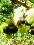 Հաղարջ - Смородина - Currant