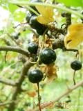 Հաղարջ - Смородина - Currant