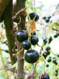 Հաղարջ - Смородина - Currant