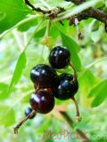 Հաղարջ - Смородина - Currant