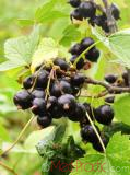 Հաղարջ - Смородина - Currant