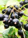 Հաղարջ - Смородина - Currant