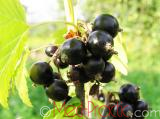 Հաղարջ - Смородина - Currant