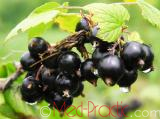 Հաղարջ - Смородина - Currant