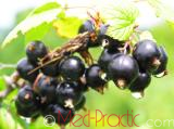 Հաղարջ - Смородина - Currant